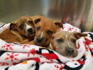 Dogs & Cats at the Rogue Valley Humane Society, Grants Pass, OR